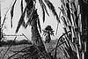 Palm in View - H BW
